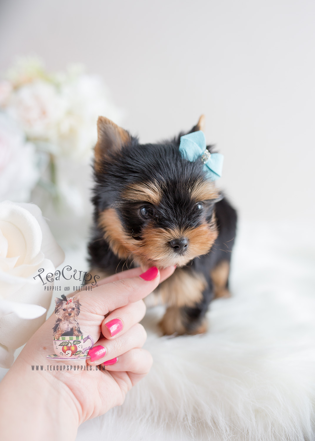 Teacup Puppies #106 Yorkie Puppy For Sale