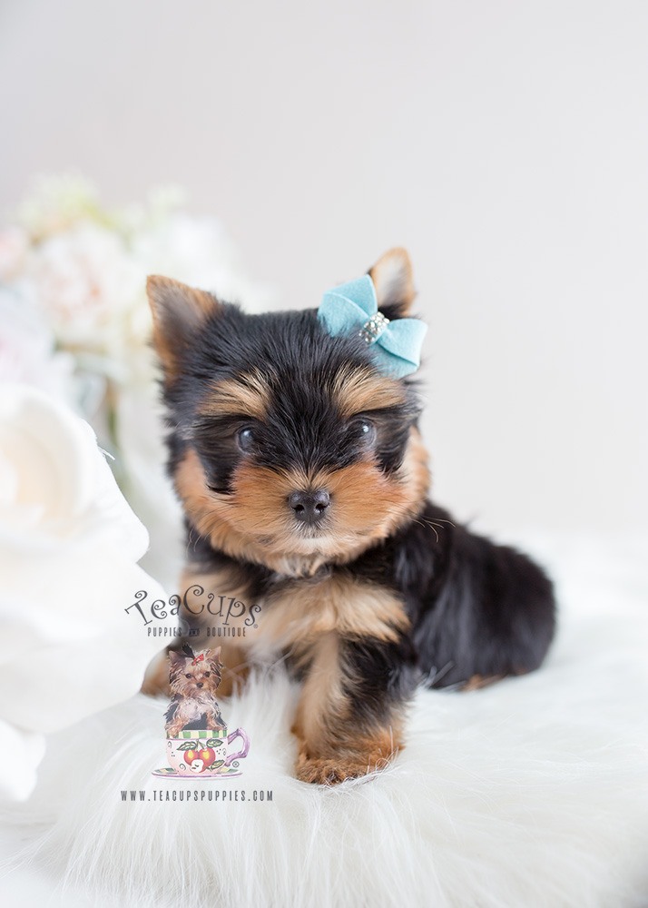 #106 Yorkie Puppy For Sale Teacup Puppies