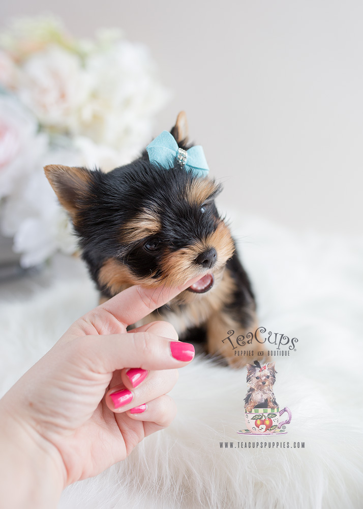 For Sale Teacup Puppies #106 Yorkie Puppy