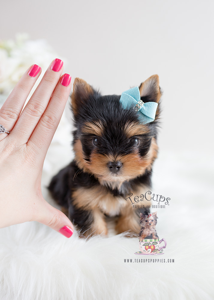 For Sale Teacup Puppies #106 Yorkie Puppy