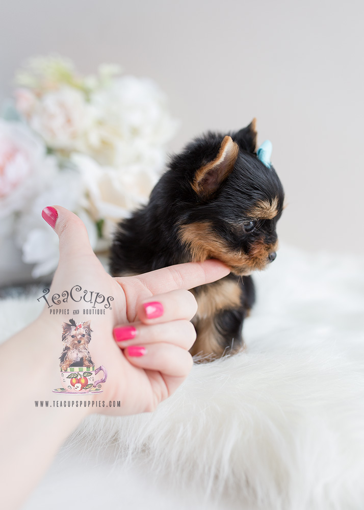 Yorkie Puppy For Sale Teacup Puppies #106