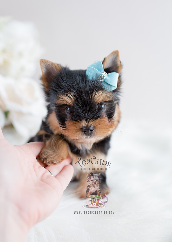 Puppy For Sale Teacup Puppies #106 Yorkie