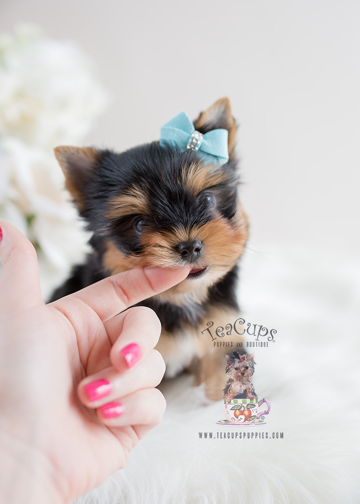 Toy Yorkies For Sale in South Florida