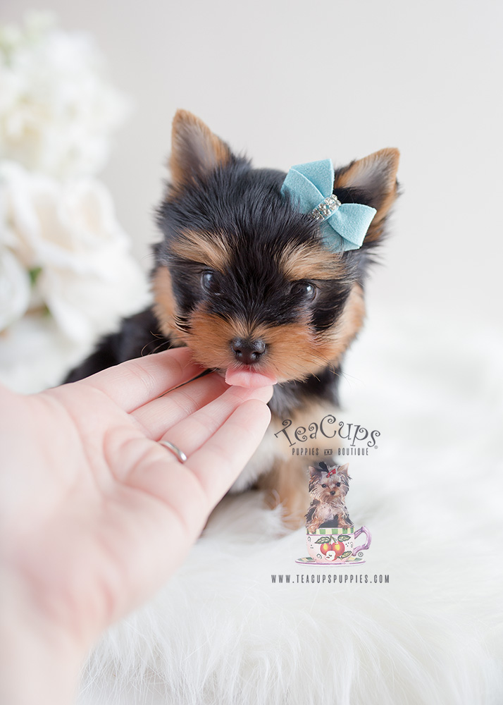 Male Toy Yorkie Puppies For Sale