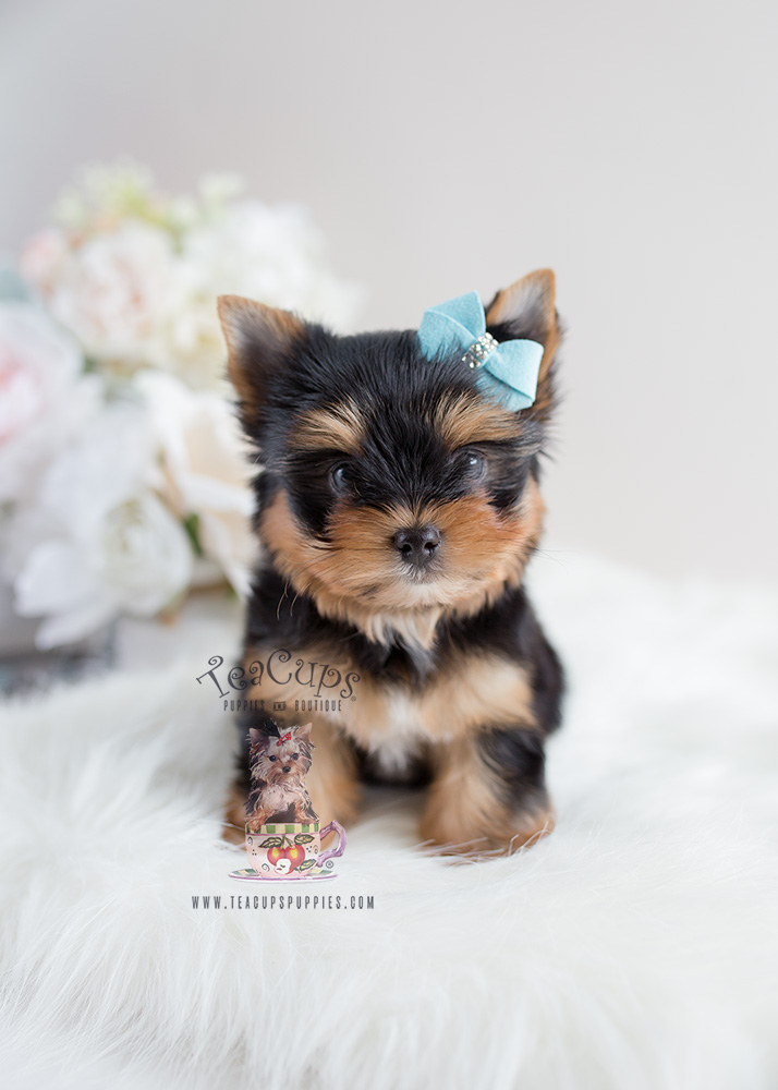 Male Toy Yorkie Puppies For Sale