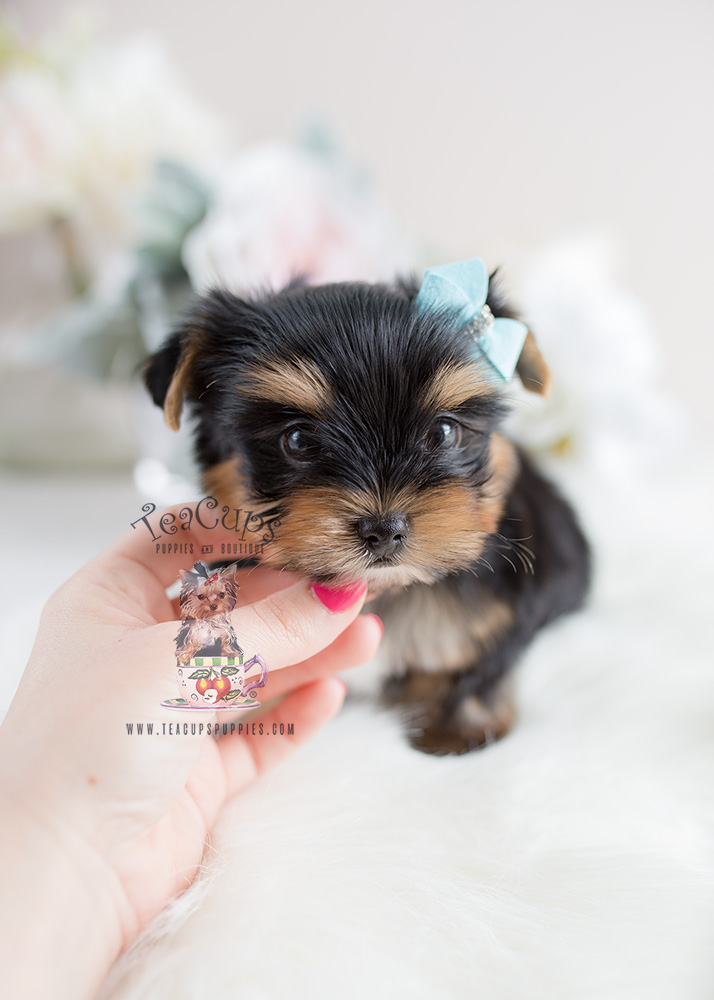 Puppy For Sale Teacup Puppies #107 Yorkie