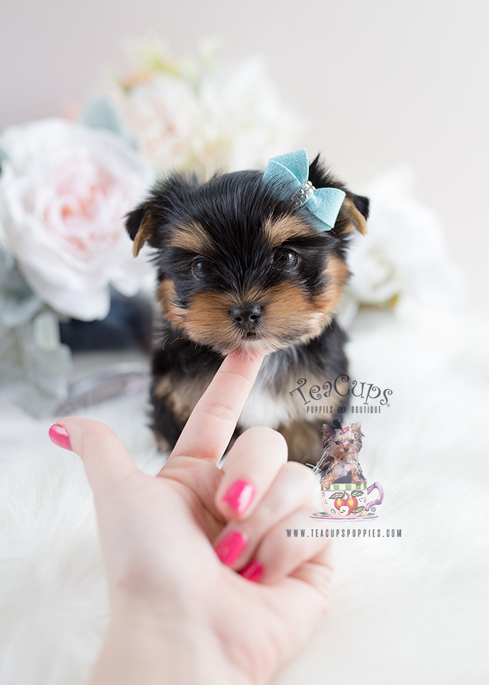 For Sale Teacup Puppies #107 Yorkie Puppy