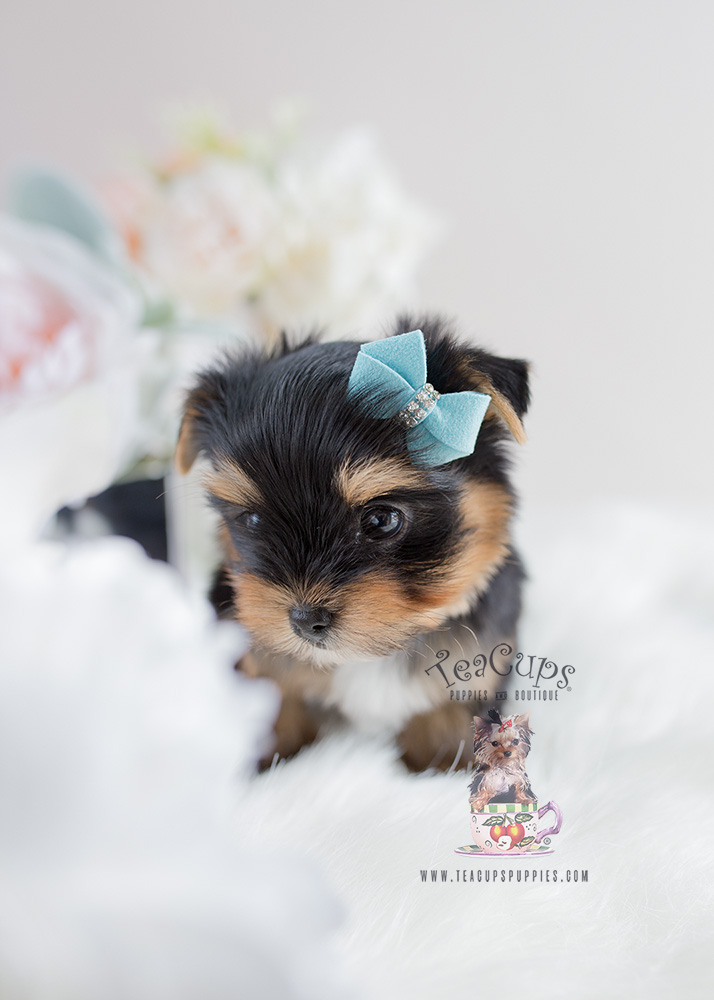 Yorkie Puppy For Sale Teacup Puppies #107