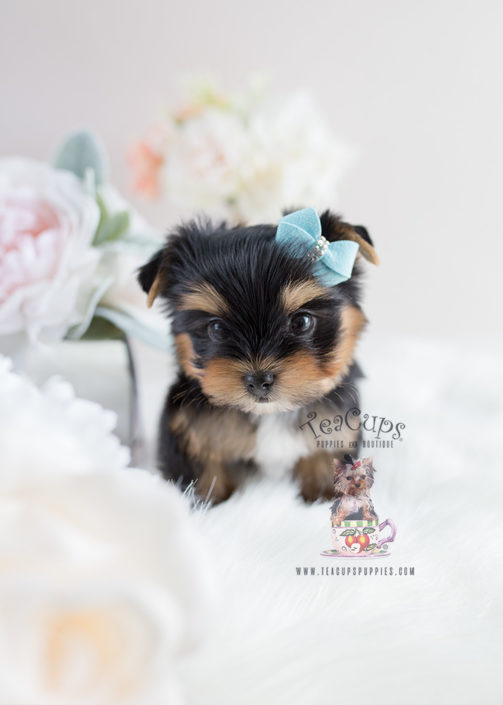 For Sale Teacup Puppies #107 Yorkie Puppy