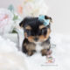 For Sale Teacup Puppies #107 Yorkie Puppy