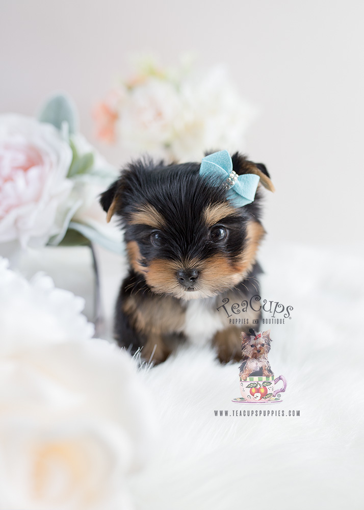 For Sale Teacup Puppies #107 Yorkie Puppy