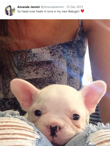 Amanda Jemini French Bulldog Puppy Teacup Puppies