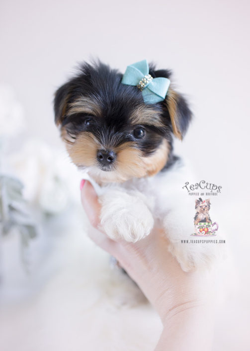 Yorkie Puppy For Sale Teacup Puppies #140 Biewer