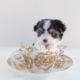 Puppy For Sale Teacup Puppies #164 Biewer Yorkie