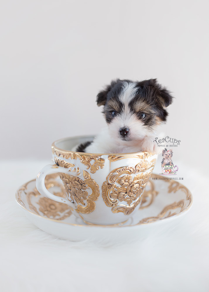Biewer Terriers Teacups, Puppies & Boutique