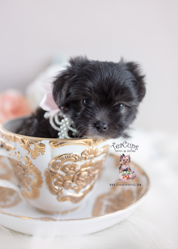 Maltipoo Puppies For Sale