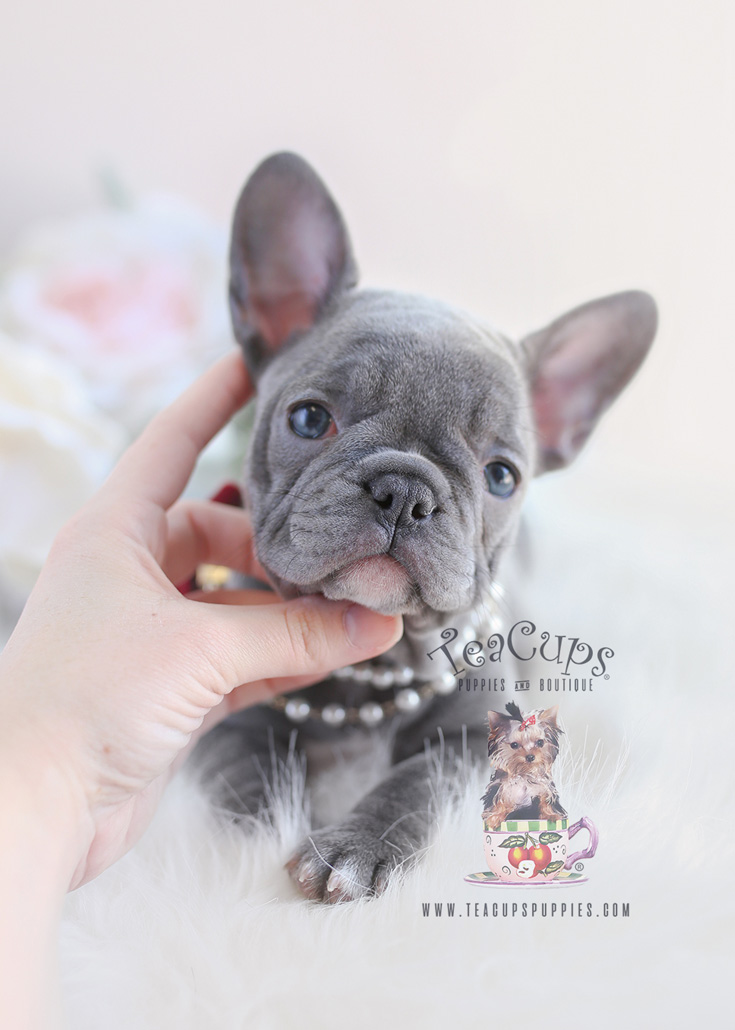 Blue & Lilac French Bulldog Puppies For Sale