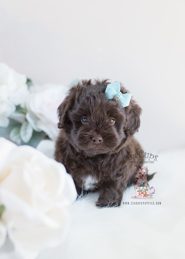 Chocolate Shipoo Puppy For Sale by TeaCups