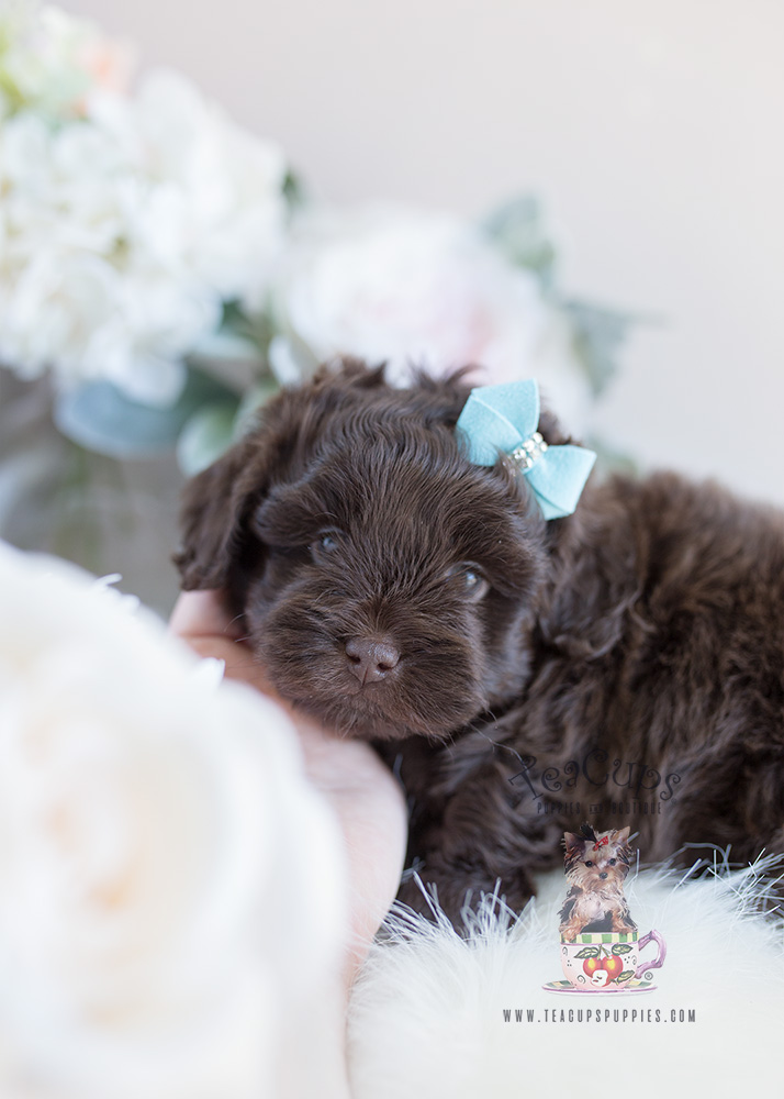 Shihpoo Designer Breed Puppies