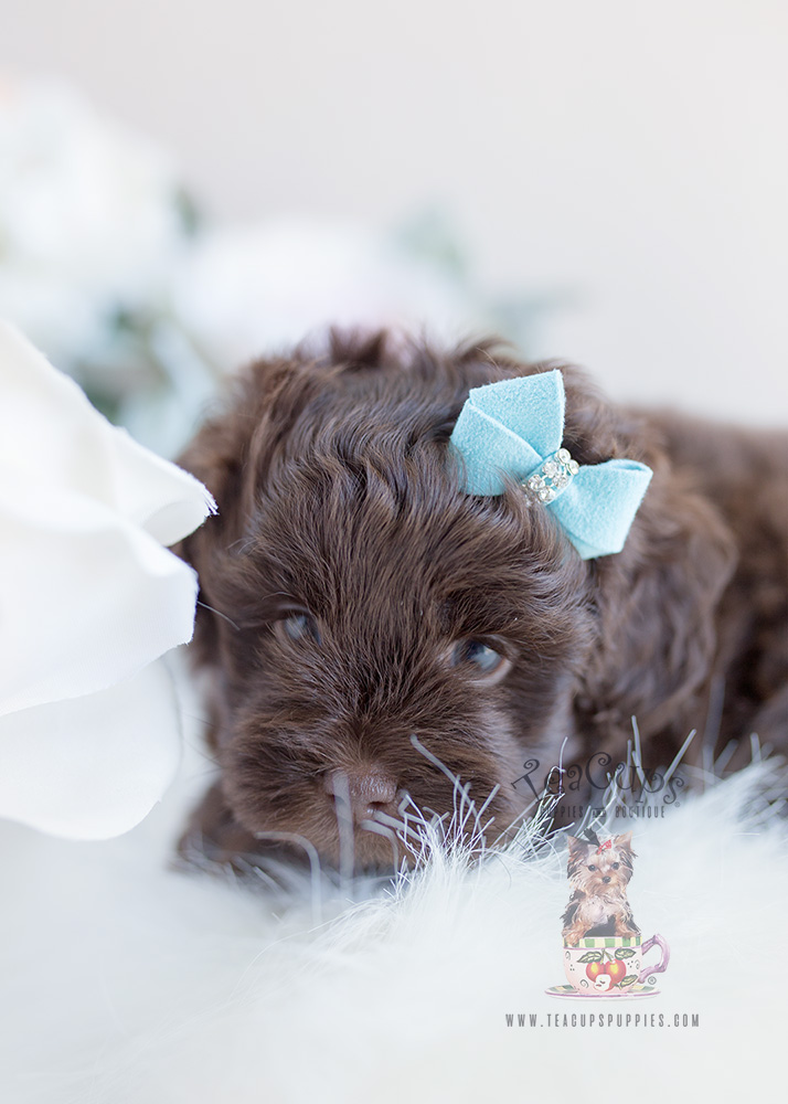 Chocolate Shih Poo Puppy