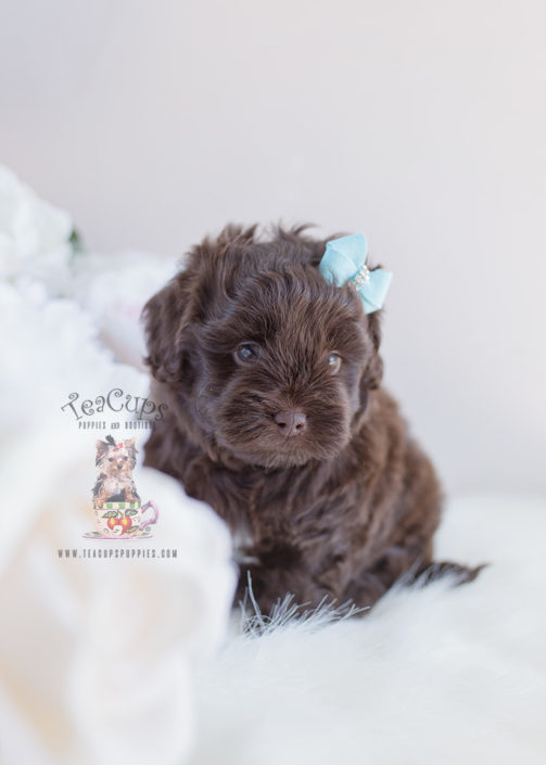 Chocolate Shih Poo Puppy