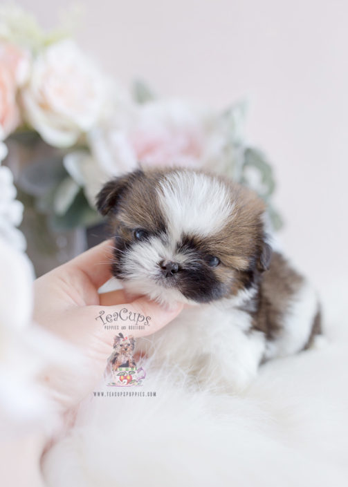 imperialteacupshihtzupuppiesforsale Teacup Puppies & Boutique