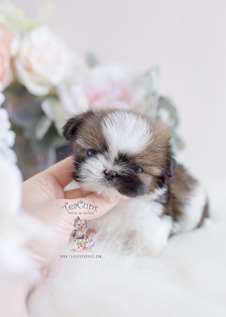 Imperial Teacup Shih Tzu Puppies For Sale