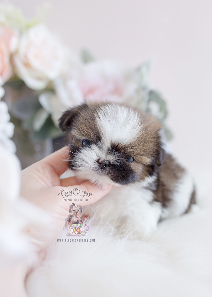 tea cups yorkies for sale