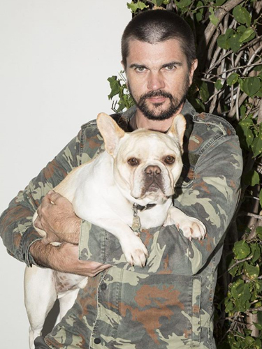 Juanes Pet Dog French Bulldog Parce