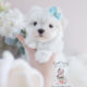 Puppy For Sale Teacup Puppies #131 Maltese