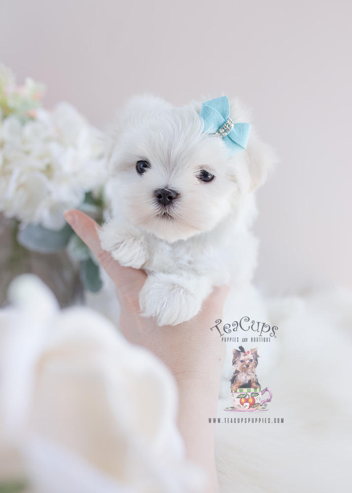 Puppy For Sale Teacup Puppies #131 Maltese