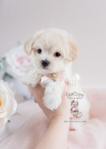 Mixed Breed Puppy For Sale #134 Maltipoo