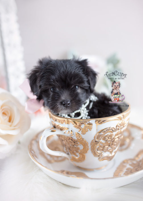 Puppy For Sale #149 Teacup Puppies Maltipoo