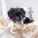 Puppy For Sale #149 Teacup Puppies Maltipoo