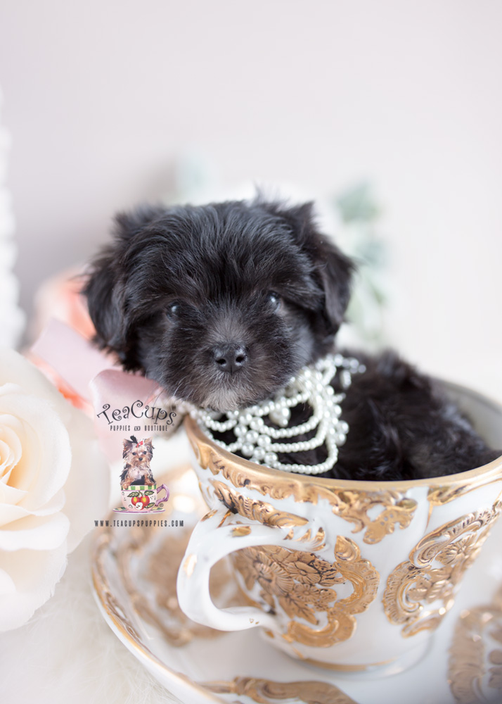 Black Maltipoo Puppy in a Teacup