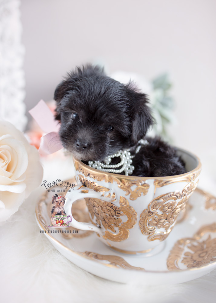 Black Maltipoo Puppy by Teacup Puppies