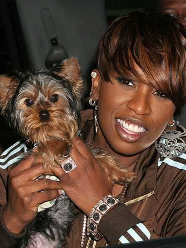 Missy Elliott Yorkie Puppy Poncho Teacup Puppies