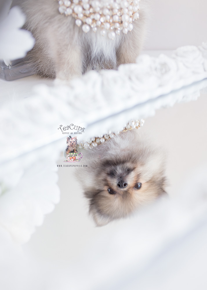 Pomeranian For Sale by Teacup Puppies