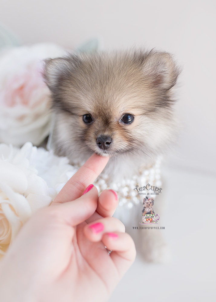 Pomeranian Puppies For Sale Teacup Puppies