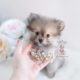 Pomeranian Puppy For Sale Teacup Puppies #157