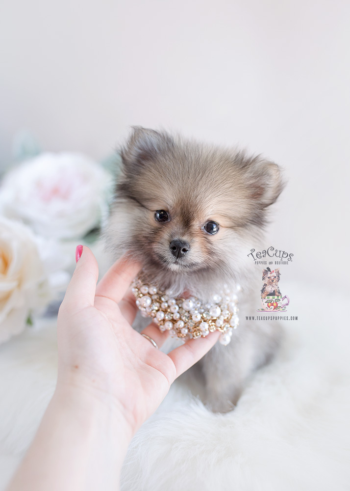 Pomeranian Puppy For Sale Teacup Puppies #157