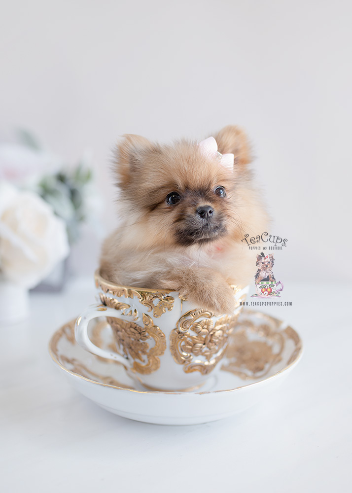 Teacup Pomeranian Puppies by Teacups Puppies