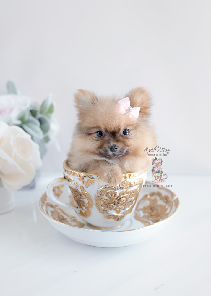 Pomeranian Puppies For Sale