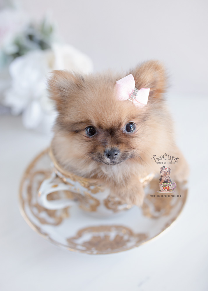 Pomeranian Puppies by Teacup Puppies