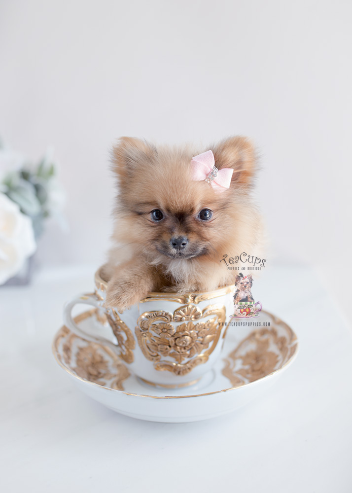 Pomeranian Puppy in a Teacup