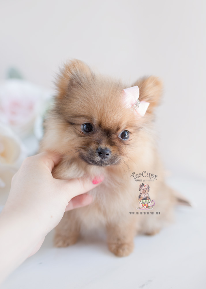 Pomeranian Puppies