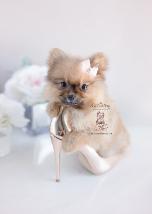 Puppy For Sale Teacup Puppies #160 Pomeranian
