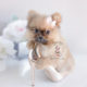 Puppy For Sale Teacup Puppies #160 Pomeranian