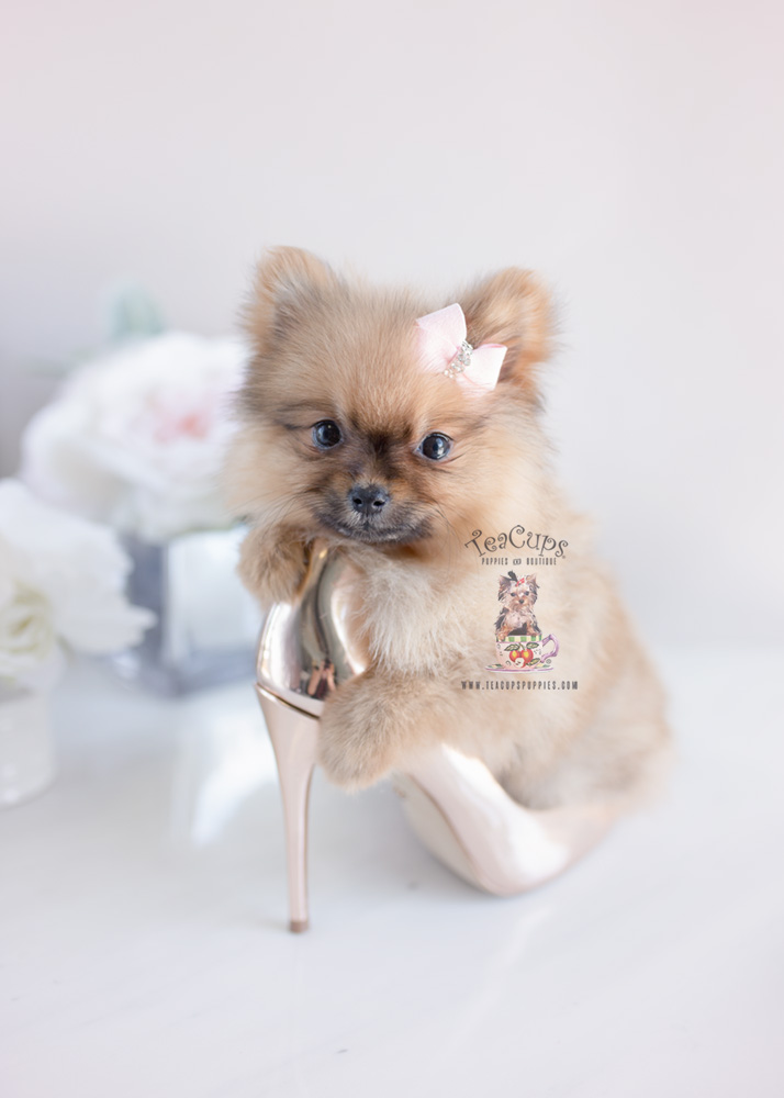 Puppy For Sale Teacup Puppies #160 Pomeranian