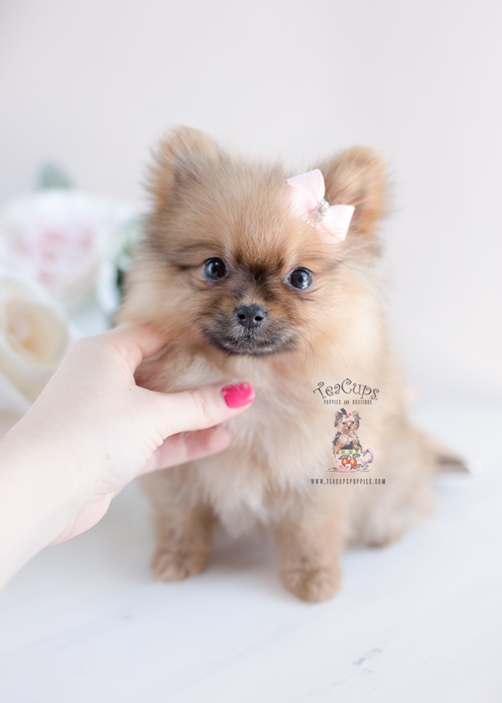 Teacup Puppies and Pomeranians For Sale